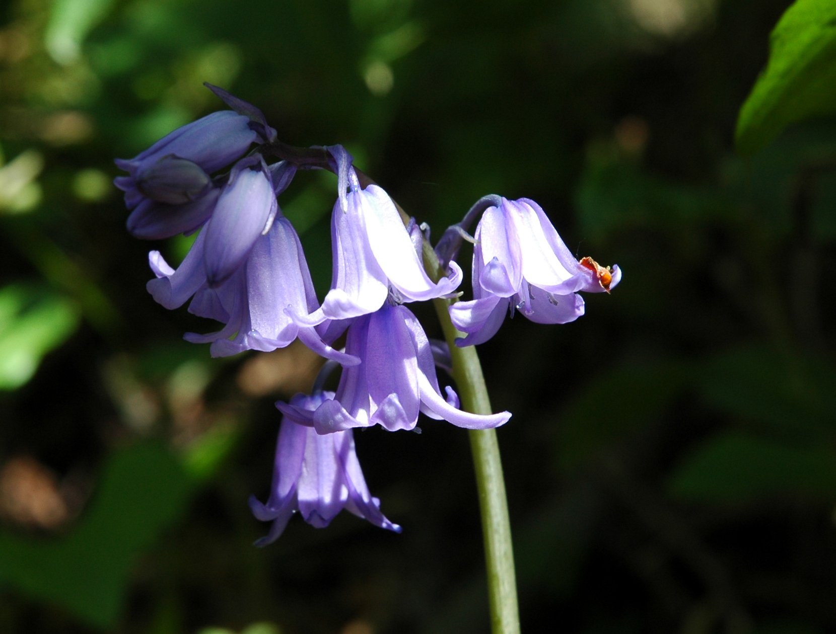 Hyacinthoides non-scripta